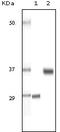 Steroid Receptor RNA Activator 1 antibody, A02942, Boster Biological Technology, Western Blot image 