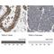 Thioredoxin Related Transmembrane Protein 4 antibody, NBP1-85159, Novus Biologicals, Immunohistochemistry paraffin image 