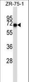 CD5 Molecule antibody, LS-C168549, Lifespan Biosciences, Western Blot image 