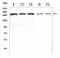 IQ Motif Containing GTPase Activating Protein 1 antibody, A01603-1, Boster Biological Technology, Western Blot image 