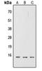 TNF Superfamily Member 4 antibody, LS-C358367, Lifespan Biosciences, Western Blot image 