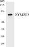 Negative Regulator Of Ubiquitin Like Proteins 1 antibody, EKC1412, Boster Biological Technology, Western Blot image 