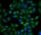 Triosephosphate Isomerase 1 antibody, FNab08886, FineTest, Immunofluorescence image 