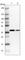 Transcription Elongation Factor A1 antibody, HPA043786, Atlas Antibodies, Western Blot image 
