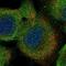 Leucine-rich repeat-containing protein 16A antibody, NBP1-91222, Novus Biologicals, Immunofluorescence image 