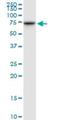 Translocase Of Outer Mitochondrial Membrane 70 antibody, H00009868-B01P, Novus Biologicals, Western Blot image 