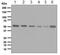 Retinoid X Receptor Alpha antibody, ab125001, Abcam, Western Blot image 