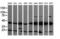 Mitogen-Activated Protein Kinase Kinase 1 antibody, LS-C174510, Lifespan Biosciences, Western Blot image 