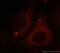 Baculoviral IAP Repeat Containing 2 antibody, 10022-1-AP, Proteintech Group, Immunofluorescence image 