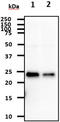 Signal Sequence Receptor Subunit 2 antibody, MBS200285, MyBioSource, Western Blot image 