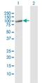 Tubulin Gamma Complex Associated Protein 2 antibody, H00010844-D01P, Novus Biologicals, Western Blot image 