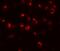Maelstrom Spermatogenic Transposon Silencer antibody, A08829, Boster Biological Technology, Immunofluorescence image 