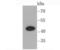 C-X-C Motif Chemokine Receptor 3 antibody, NBP2-67005, Novus Biologicals, Western Blot image 