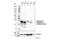 Cathepsin G antibody, 83578S, Cell Signaling Technology, Western Blot image 