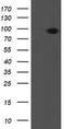 Prolyl 3-Hydroxylase 1 antibody, LS-C174148, Lifespan Biosciences, Western Blot image 