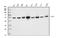 DEAD-Box Helicase 6 antibody, M03826-1, Boster Biological Technology, Western Blot image 