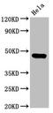 Casein Kinase 1 Epsilon antibody, LS-C369930, Lifespan Biosciences, Western Blot image 