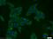 Polyamine Modulated Factor 1 antibody, 11190-2-AP, Proteintech Group, Immunofluorescence image 