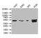 Butyrophilin Subfamily 3 Member A1 antibody, CSB-PA002873LA01HU, Cusabio, Western Blot image 