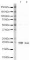 p18 antibody, PA5-19723, Invitrogen Antibodies, Western Blot image 