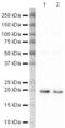 Cofilin 1 antibody, PA5-19723, Invitrogen Antibodies, Western Blot image 