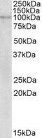 NLR family member X1 antibody, MBS422323, MyBioSource, Western Blot image 