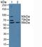 Beta-Secretase 2 antibody, LS-C292997, Lifespan Biosciences, Western Blot image 