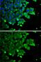 Farnesyl Diphosphate Synthase antibody, GTX33196, GeneTex, Immunofluorescence image 