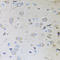 Protein MEMO1 antibody, A07852, Boster Biological Technology, Immunohistochemistry frozen image 
