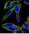 Eukaryotic Translation Initiation Factor 5A Like 1 antibody, PA5-48316, Invitrogen Antibodies, Immunofluorescence image 