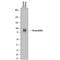 Uromodulin antibody, AF5144, R&D Systems, Western Blot image 