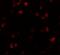 FERM And PDZ Domain Containing 1 antibody, GTX85011, GeneTex, Immunofluorescence image 