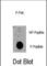 Ribosomal Protein S6 Kinase A1 antibody, abx032011, Abbexa, Western Blot image 