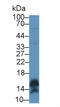 Calmodulin Like 5 antibody, abx130901, Abbexa, Western Blot image 