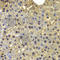 Sortilin 1 antibody, A7926, ABclonal Technology, Immunohistochemistry paraffin image 