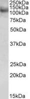 RING finger protein 31 antibody, NB100-1094, Novus Biologicals, Western Blot image 