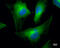 Cofilin 1 antibody, GTX628804, GeneTex, Immunofluorescence image 