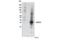 Suppressor Of Cytokine Signaling 3 antibody, 52113S, Cell Signaling Technology, Western Blot image 