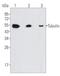 Tubulin antibody, AM20679PU-N, Origene, Western Blot image 