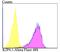 Potassium Two Pore Domain Channel Subfamily K Member 4 antibody, NBP2-76938, Novus Biologicals, Flow Cytometry image 