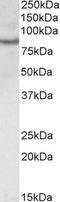 CREB Regulated Transcription Coactivator 2 antibody, STJ72495, St John