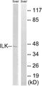 Integrin Linked Kinase antibody, abx012915, Abbexa, Western Blot image 