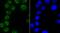 Poly(A) Binding Protein Nuclear 1 antibody, NBP2-67015, Novus Biologicals, Immunofluorescence image 