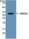 Lysyl-TRNA Synthetase antibody, LS-C373072, Lifespan Biosciences, Western Blot image 