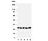 Insulin Like Growth Factor Binding Protein 6 antibody, R30475, NSJ Bioreagents, Western Blot image 