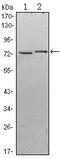 Kelch Like Family Member 13 antibody, A12505, Boster Biological Technology, Western Blot image 
