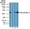 RuvB Like AAA ATPase 1 antibody, PA5-23451, Invitrogen Antibodies, Western Blot image 