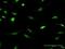 Interferon Related Developmental Regulator 2 antibody, H00007866-D01P, Novus Biologicals, Immunofluorescence image 