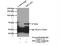 Methionyl Aminopeptidase 2 antibody, 17040-1-AP, Proteintech Group, Immunoprecipitation image 