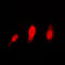 Histone Deacetylase 6 antibody, LS-C353232, Lifespan Biosciences, Immunofluorescence image 